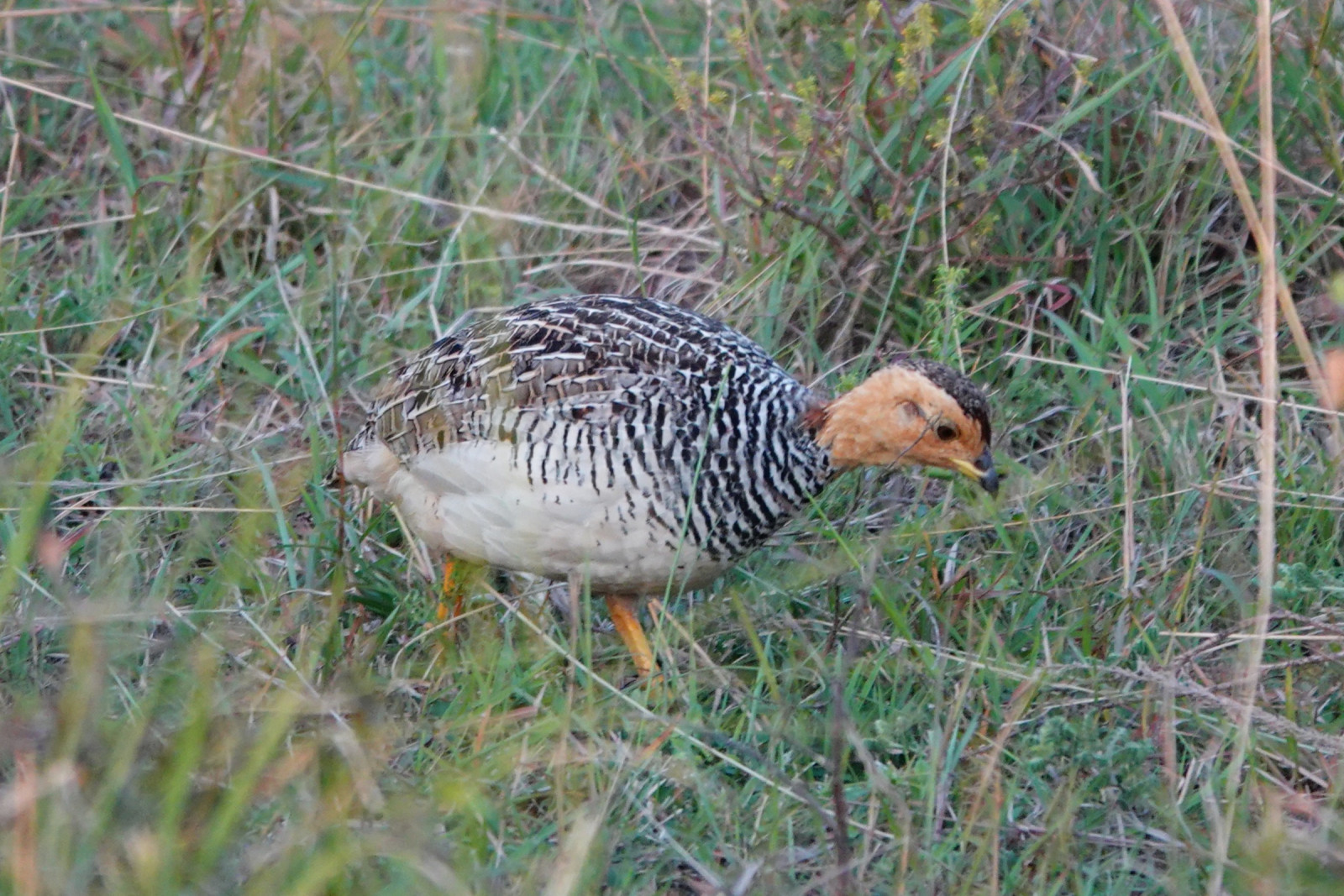 image Coqui Francolin